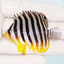 【現物3】シマヤッコ 5.5cm±! 海水魚 生体 15時までのご注文で当日発送(t111(t207