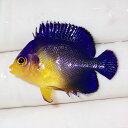 【現物3】sale スミレヤッコ 3.8cm±! 海水魚 ヤッコ 15時までのご注文で当日発送(t111