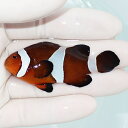 【現物4】カクレクマノミbig 6.5cm! wild 海水魚 カクレクマノミ(t111(t207
