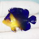【現物4】sale スミレヤッコ 4cm±! 海水魚 ヤッコ 15時までのご注文で当日発送(t111