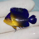 【現物4】sale スミレヤッコ 3.5cm±! 海水魚 ヤッコ 15時までのご注文で当日発送(t111