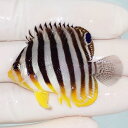 【現物57】シマヤッコ 5cm±! 海水魚 生体 15時までのご注文で当日発送(t111(t207