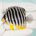 【現物59】シマヤッコ 6cm±! 海水魚 生体 15時までのご注文で当日発送(t111(t207
