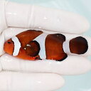【現物5】カクレクマノミbig 6.8cm! wild 海水魚 カクレクマノミ(t111(t207