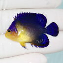 【現物5】sale スミレヤッコ 4cm±! 海水魚 ヤッコ 15時までのご注文で当日発送(t111