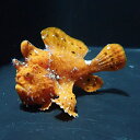 【現物5】イロカエルアンコウ 7cm! 海水魚 アンコウ 15時までのご注文で当日発送(t126(t207