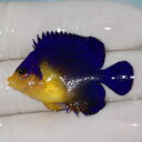 【現物5】sale スミレヤッコ 3.8cm±! 海水魚 ヤッコ 15時までのご注文で当日発送(t111
