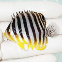 【現物65】シマヤッコ 5.5cm±! 海水魚 生体 15時までのご注文で当日発送(t111(t207