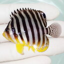 【現物66】シマヤッコ 5.5cm±! 海水魚 生体 15時までのご注文で当日発送(t111(t207