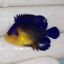 【現物6】sale スミレヤッコ 3.5cm±! 海水魚 ヤッコ 15時までのご注文で当日発送(t111