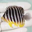 【現物71】シマヤッコ5.7cm±! 海水魚 生体 15時までのご注文で当日発送(t111(t207