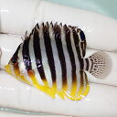 【現物74】シマヤッコ 5cm±! 海水魚 生体 15時までのご注文で当日発送(t111(t207