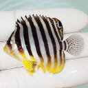 【現物77】シマヤッコ 5cm±! 海水魚 生体 15時までのご注文で当日発送(t111(t207