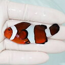 【現物7】カクレクマノミbig 6.5cm± ! wild 海水魚 カクレクマノミ(t111(t207