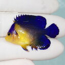【現物7】sale スミレヤッコ 3.8cm±! 海水魚 ヤッコ 15時までのご注文で当日発送(t111