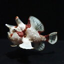 【現物7】クマドリカエルアンコウ 5.5cm! 海水魚 アンコウ 15時までのご注文で当日発送(t126(t207