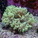 【サンゴ現物8】トサカ.sp 17-15cm沖縄産!15時までのご注文で当日発送 【サンゴ】(t145
