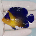 【現物8】sale スミレヤッコ 6cm±! 海水魚 ヤッコ 15時までのご注文で当日発送(t111