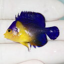 【現物9】sale スミレヤッコ 3.8cm±! 海水魚 ヤッコ 15時までのご注文で当日発送(t111