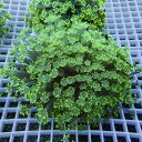 【サンゴ現物19】ハナガササンゴ!15時までのご注文で当日発送【サンゴ】(t140