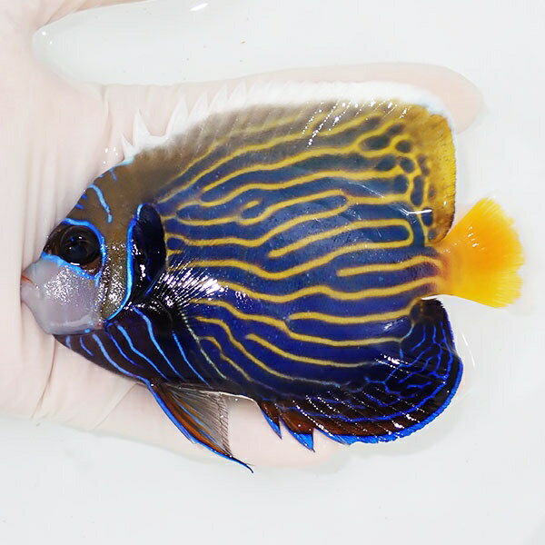 【現物1】背ビレ少し奇形 タテジマキンチャクダイ 12.5cm±!海水魚 ヤッコ 15時までのご注文で当日発送(t111(t207