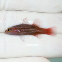 【現物】コレッティバスレット 3.5cm± !海水魚 生体 15時までのご注文で当日発送(t120