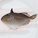 【現物】ホシモンガラ メス 12cm±! 海水魚 ハギ !15時までのご注文で当日発送【モンガラ】(t119(t207