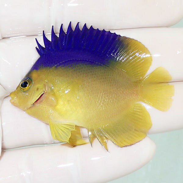 【現物2】コリンズピグミーエンゼル 5.5cm± ! 海水魚 ヤッコ 15時までのご注文で当日発送(t111(t207のサムネイル