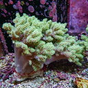 【サンゴ現物2】トサカ.sp 18-15cm 沖縄産!15時までのご注文で当日発送 【サンゴ】(t145