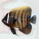 【現物1】ロクセンヤッコ 11.5cm± ! 海水魚 生体 15時までのご注文で当日発送(t111(t207