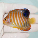 【現物3】ニシキヤッコ 6.5cm±!海水魚 ヤッコ15時までのご注文で当日発送(t111(t207