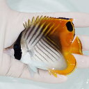 【現物】トゲチョウ 9.5cm±! 海水魚 チョウチョウウオ 15時までのご注文で当日発送(t114(t207