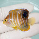 【現物4】ニシキヤッコ 4.7cm±!海水魚 ヤッコ15時までのご注文で当日発送(t111(t207