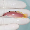 【現物】バビラス 5.5cm! 海水魚 ベラ! 海水魚 ベラ !15時までのご注文で当日発送(t122(t207