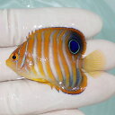 【現物5】ニシキヤッコ 5cm±!海水魚 ヤッコ15時までのご注文で当日発送(t111(t207