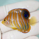 【現物6】ニシキヤッコ 5cm±!海水魚 ヤッコ15時までのご注文で当日発送(t111(t207