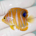【現物9】ニシキヤッコ 4.5cm±!海水魚 ヤッコ15時までのご注文で当日発送(t111(t207