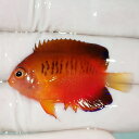 【現物1】ダイダイヤッコ 4.5cm±!海水魚 ヤッコ 15時までのご注文で当日発送(t111(t207
