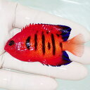 【現物3】フレームエンゼル 6.7cm!海水魚 ヤッコ 15時までのご注文で当日発送(t111(t207