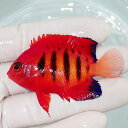 【現物4】スレかけあり フレームエンゼル 6.7cm! 海水魚 ヤッコ 15時までのご注文で当日発送(t111(t207