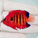 【現物5】スレかけあり フレームエンゼル 6cm!海水魚 ヤッコ 15時までのご注文で当日発送(t111(t207