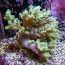 【サンゴ現物6】トサカ.sp 16-16cm沖縄産!15時までのご注文で当日発送 【サンゴ】(t145