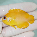 【現物1】レモンピール 5.5cm± クリスマス産!海水魚 ヤッコ 15時までのご注文で当日発送(t111