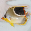 【現物】セグロチョウ 13cm±! 海水魚 チョウチョウウオ 15時までのご注文で当日発送(t114(t207