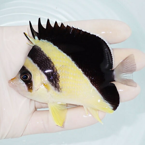 【現物2】バーゲスバタフライ 9cm±! 海水魚 チョウチョウウオ 15時までのご注文で当日発送(t114(t207