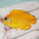 【現物2】レモンピール 5.5cm± クリスマス産!海水魚 ヤッコ 15時までのご注文で当日発送(t111