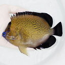 【現物3】粒エサOK ゴールドフレークエンゼル 特大 16cm± !海水魚 ヤッコ 15時までのご注文で当日発送(t111