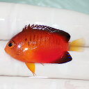 【現物3】粒エサOK ダイダイヤッコ 4cm±!海水魚 ヤッコ 15時までのご注文で当日発送(t111(t207