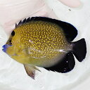 【現物2】粒エサOK ゴールドフレークエンゼル 特大 14cm± !海水魚 ヤッコ 15時までのご注文で当日発送(t111