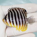 【現物8】シマヤッコ 5.7cm±! 海水魚 生体 15時までのご注文で当日発送(t111(t207